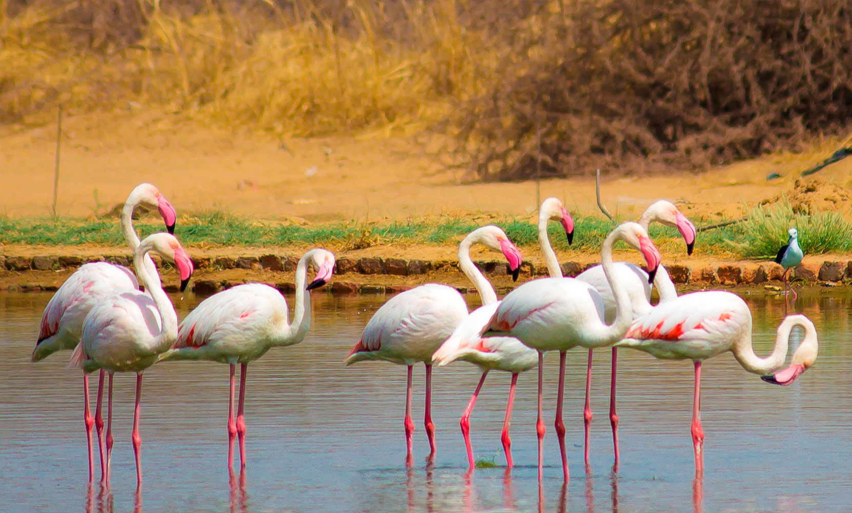 Birds